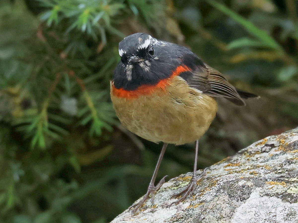 Collared Bush-Robin - ML645589042