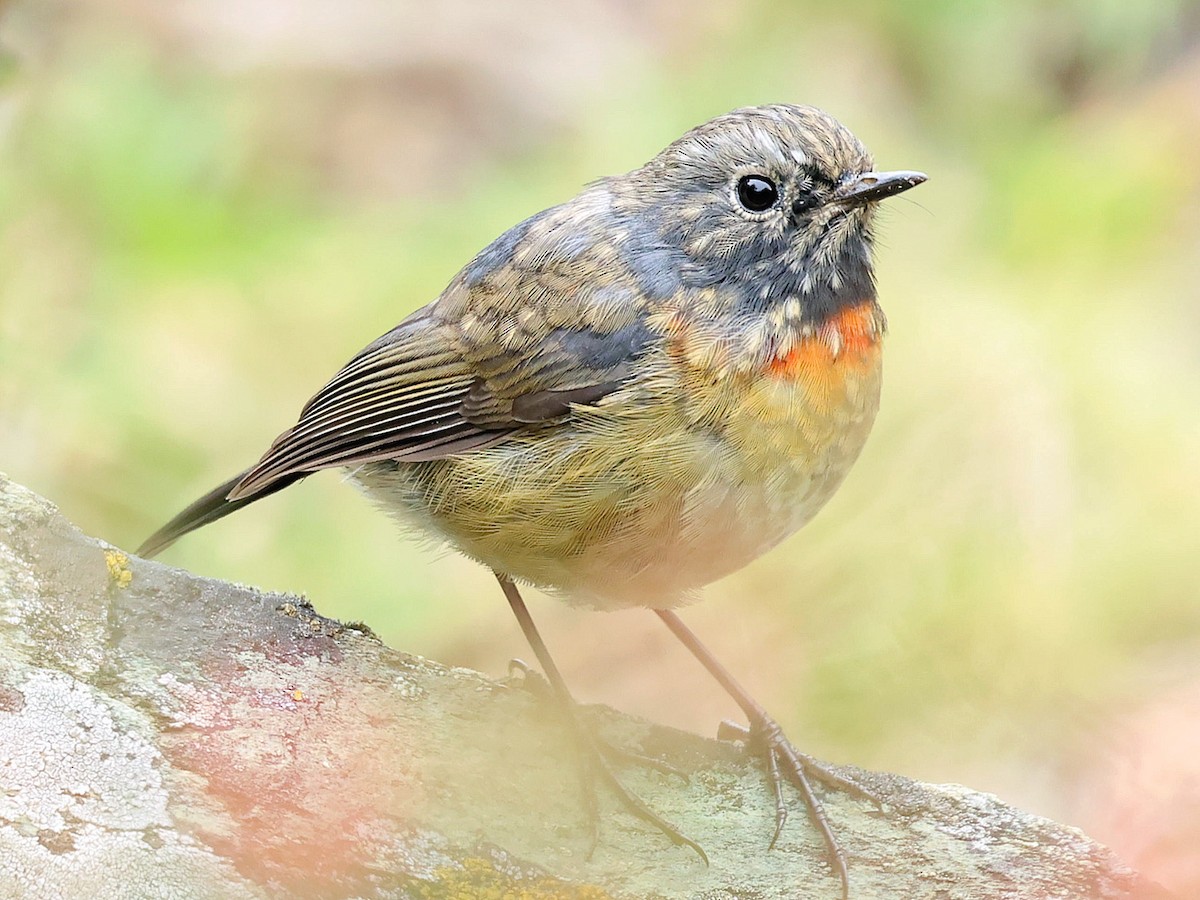 Collared Bush-Robin - ML645589043