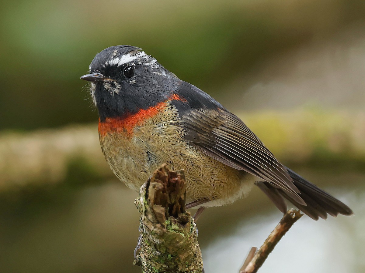 Collared Bush-Robin - ML645589044