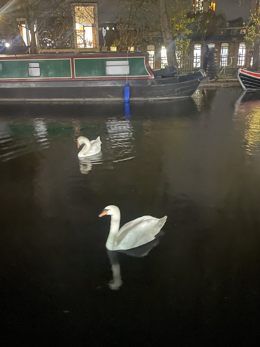 Mute Swan - ML645589045