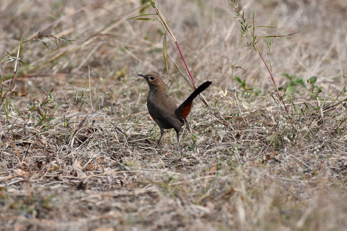 Рыжегузый шама - ML645589052