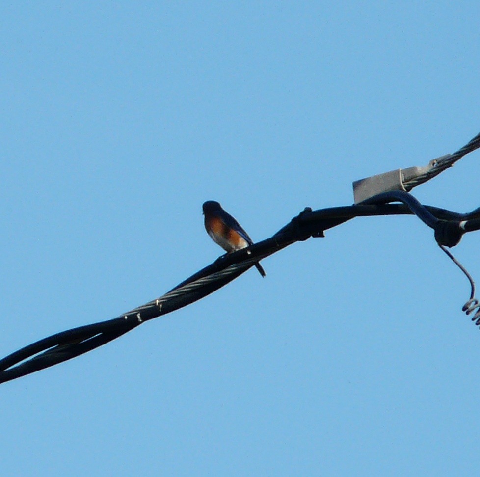 Eastern Bluebird - ML645589061