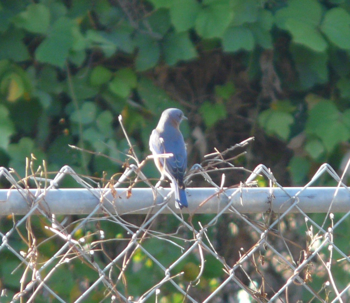 Eastern Bluebird - ML645589062