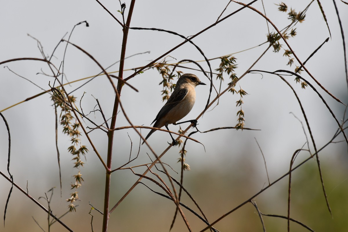 Tarabilla Siberiana - ML645589072
