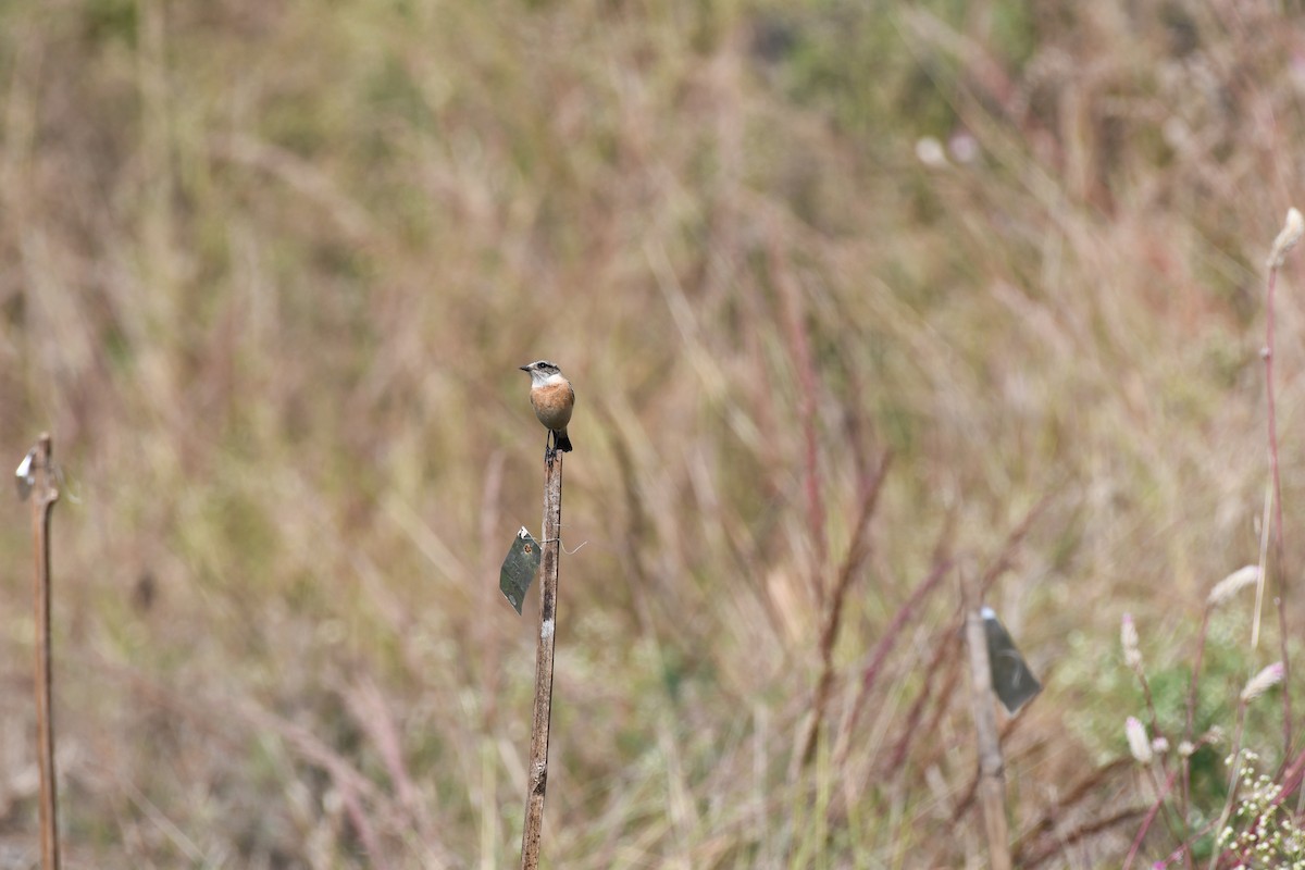 Tarabilla Siberiana - ML645589073