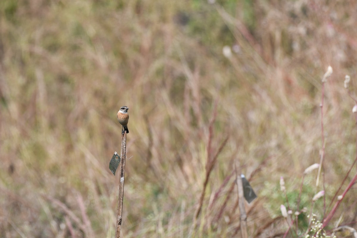 Tarabilla Siberiana - ML645589074
