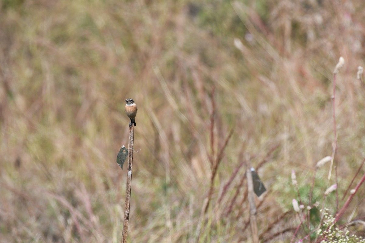 Tarabilla Siberiana - ML645589075