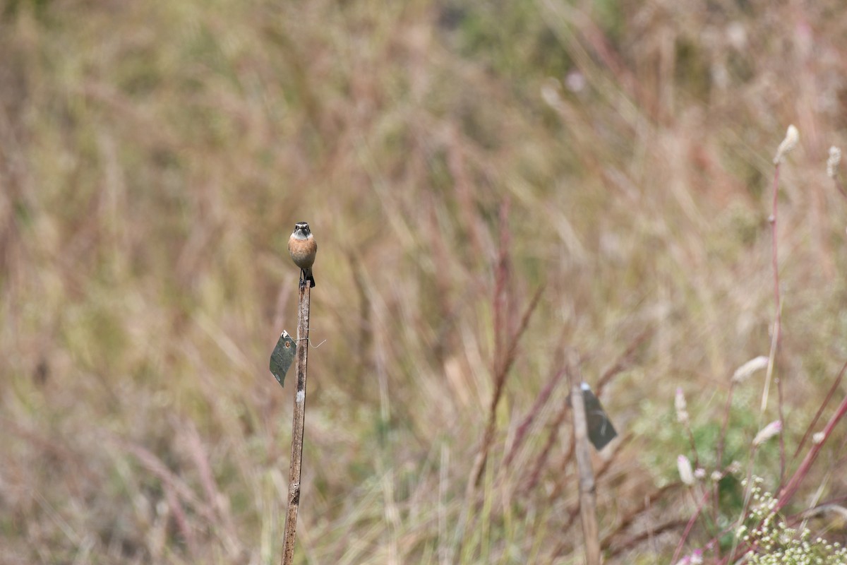 Tarabilla Siberiana - ML645589076