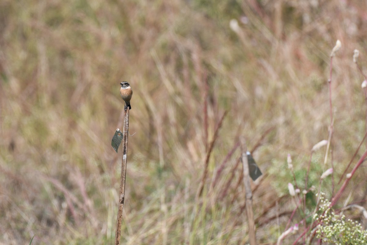 Tarabilla Siberiana - ML645589077