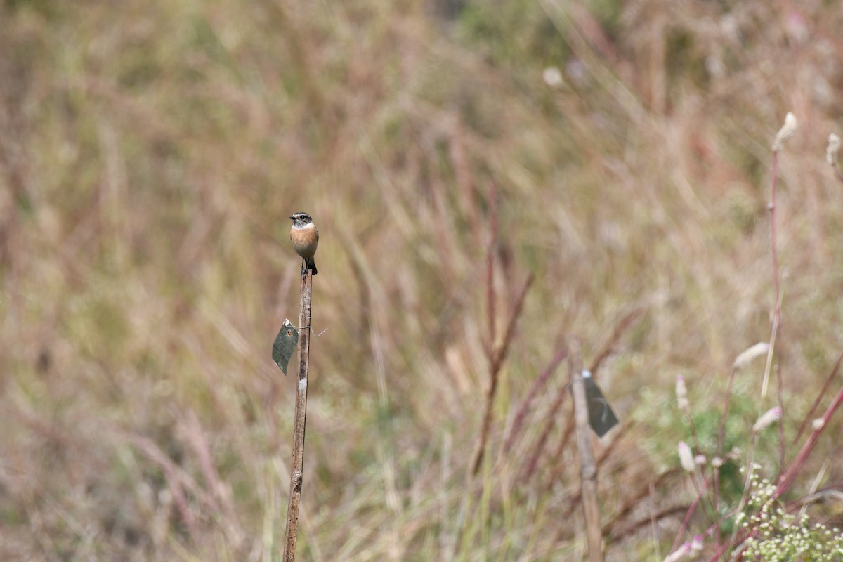 Tarabilla Siberiana - ML645589078
