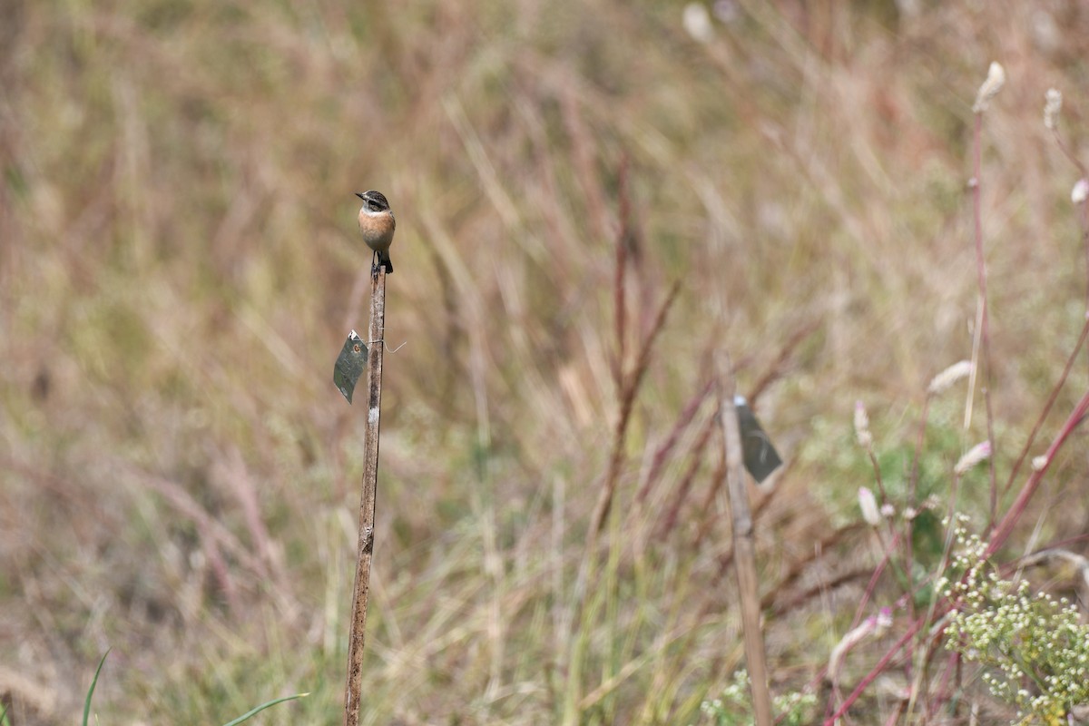 Tarabilla Siberiana - ML645589079