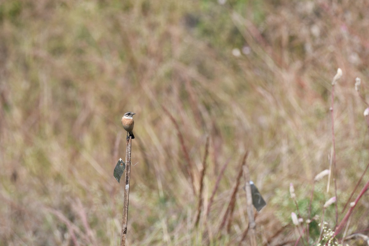 Tarabilla Siberiana - ML645589080