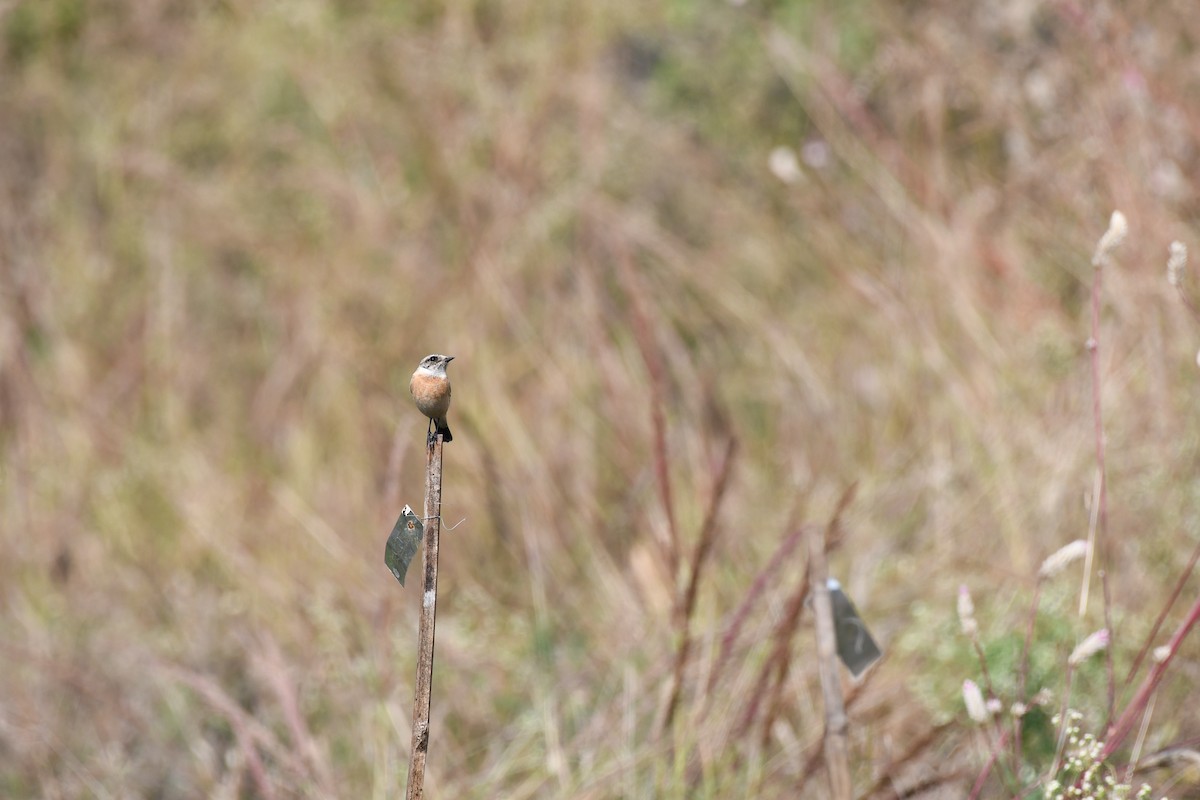Tarabilla Siberiana - ML645589081