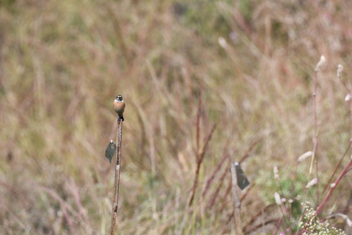 Tarabilla Siberiana - ML645589082