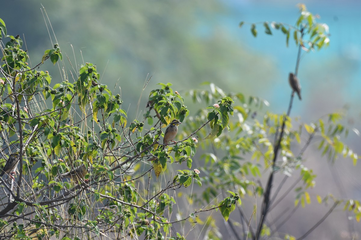 Tejedor (Ploceus) sp. - ML645589091