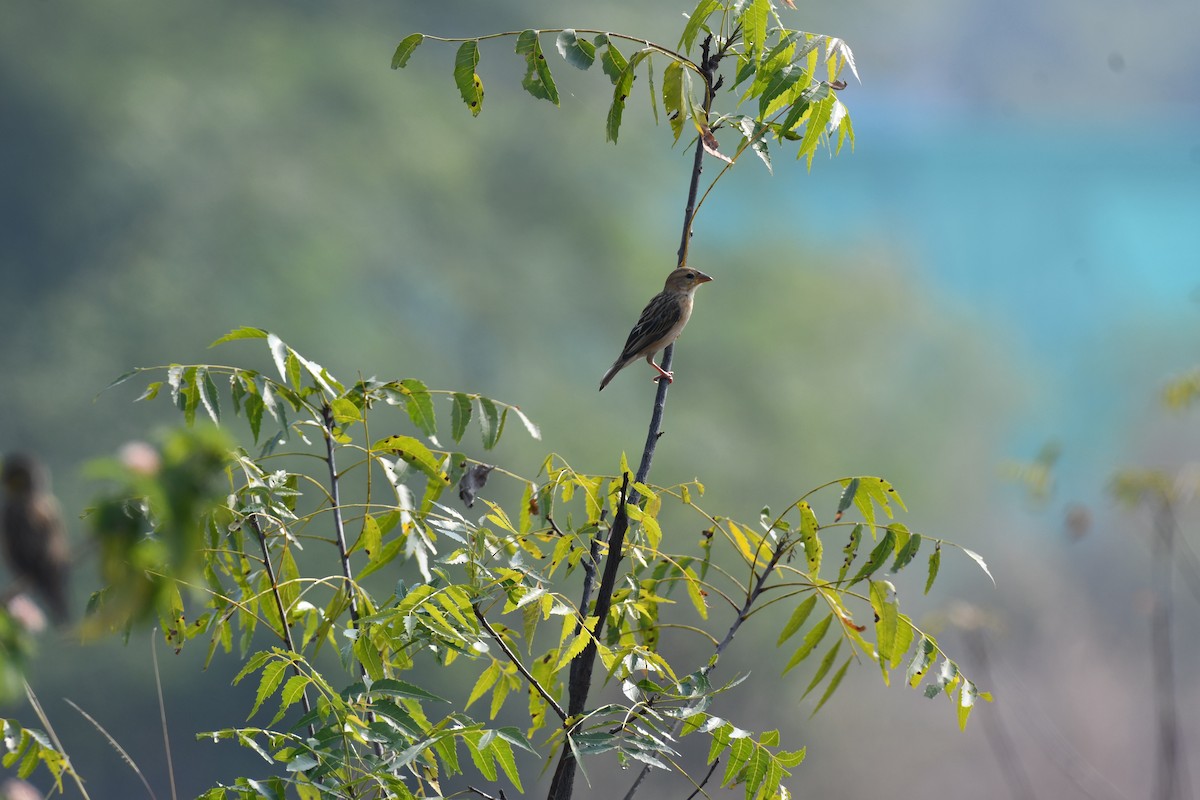 Tejedor (Ploceus) sp. - ML645589092