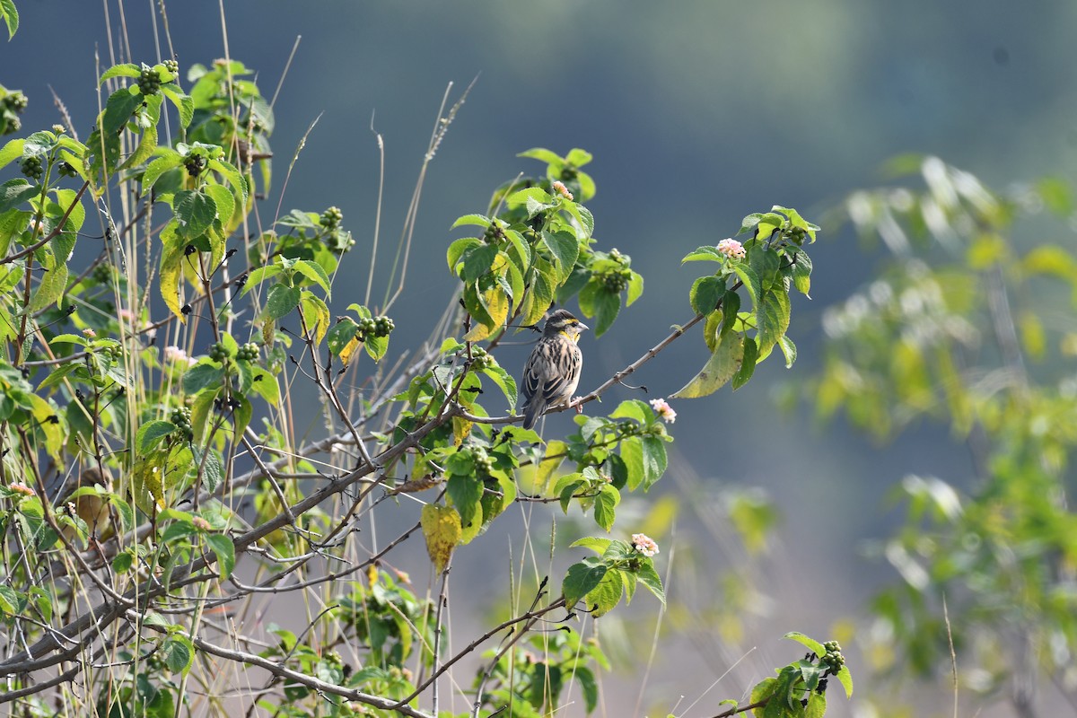 Tejedor (Ploceus) sp. - ML645589093