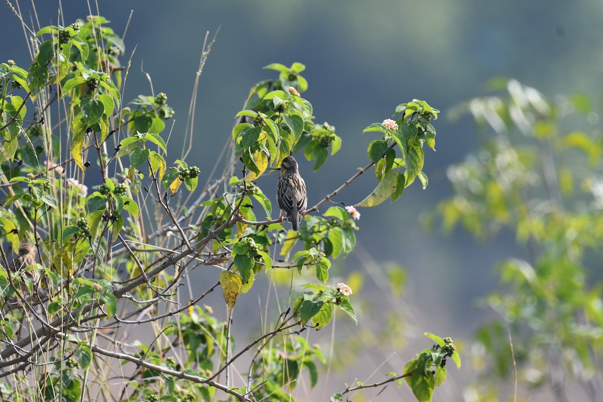 Tejedor (Ploceus) sp. - ML645589094
