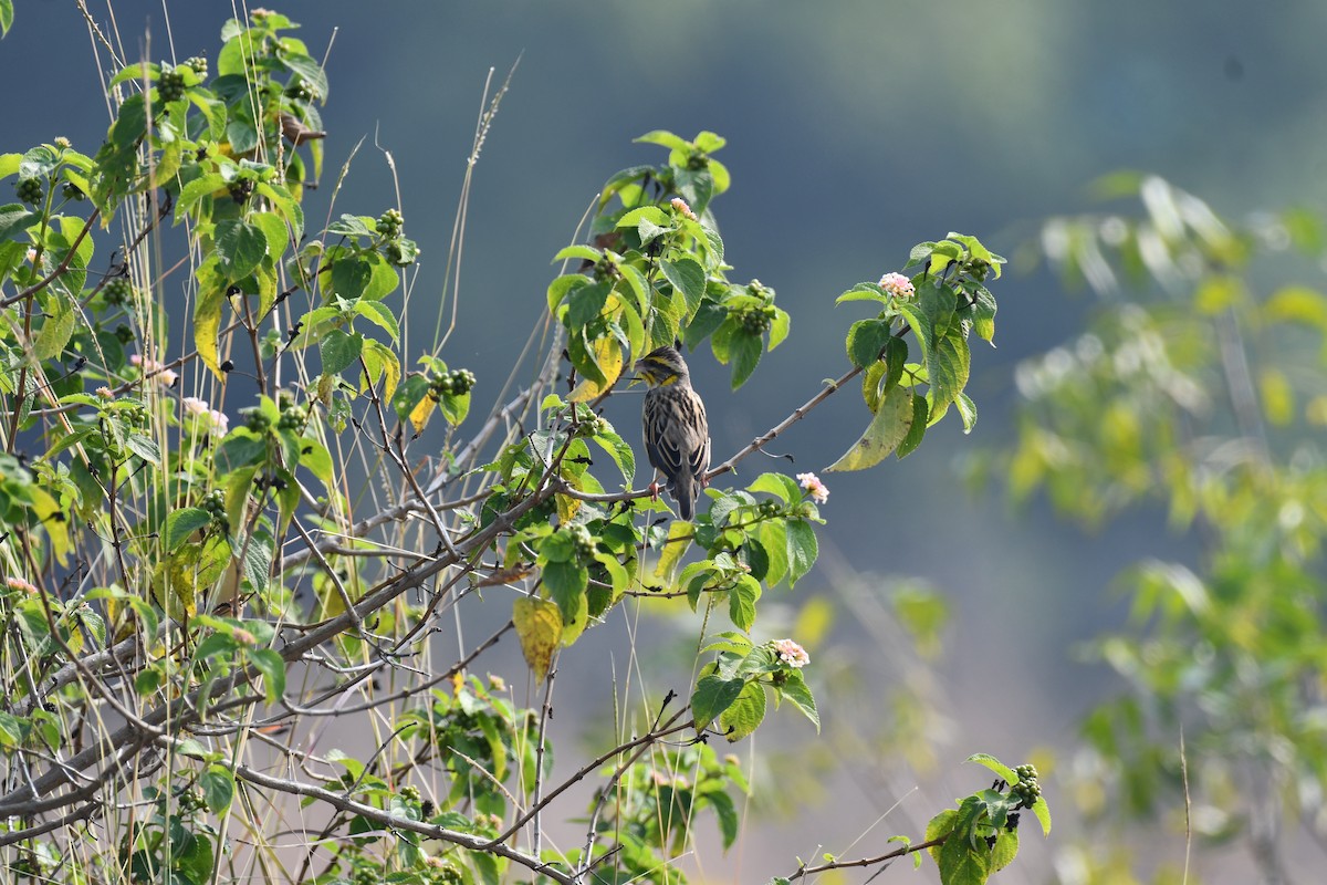 Tejedor (Ploceus) sp. - ML645589095