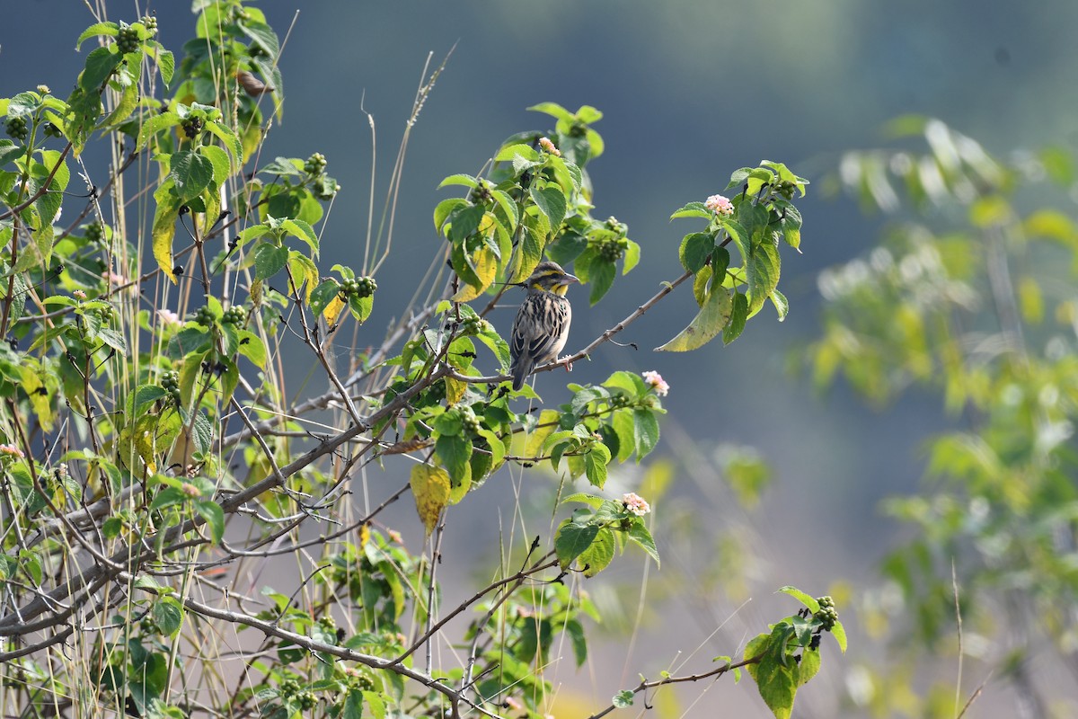 Tejedor (Ploceus) sp. - ML645589096