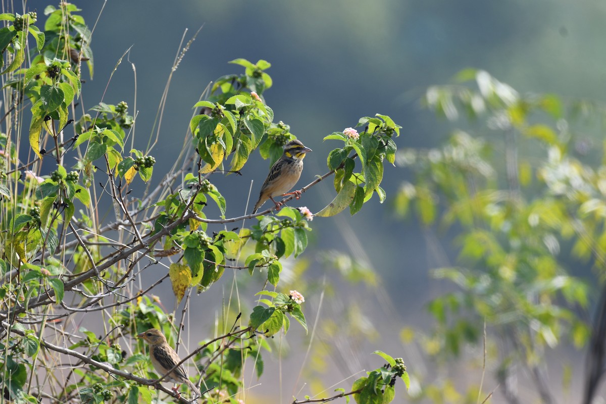 Tejedor (Ploceus) sp. - ML645589097
