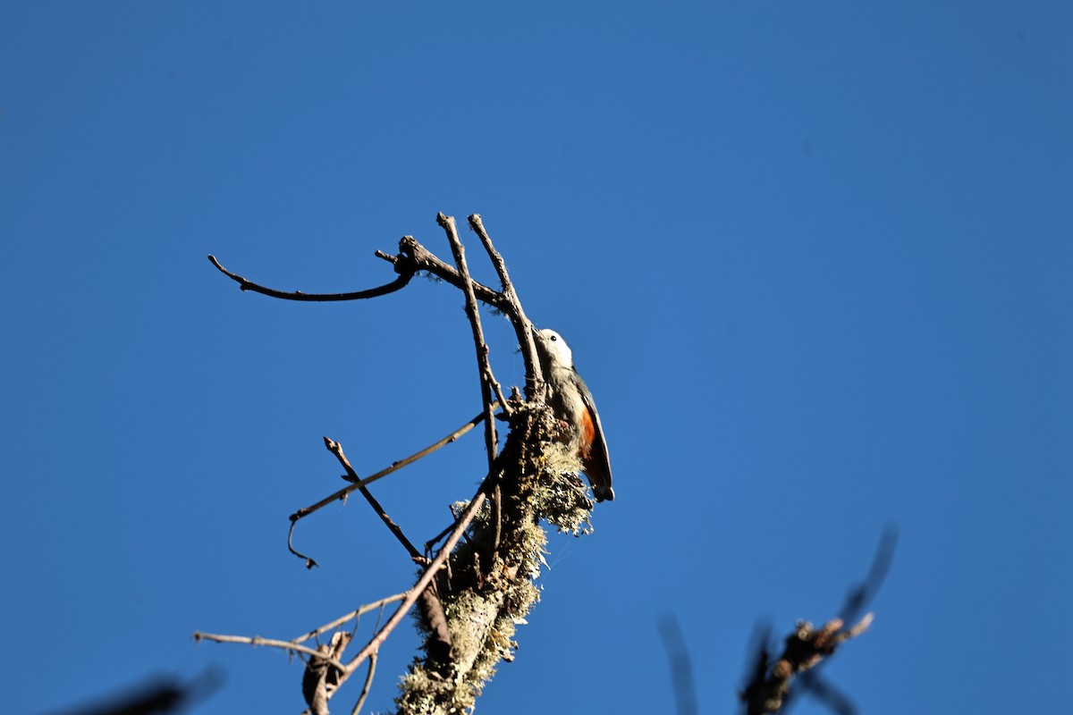 White-cheeked Nuthatch - ML645589121