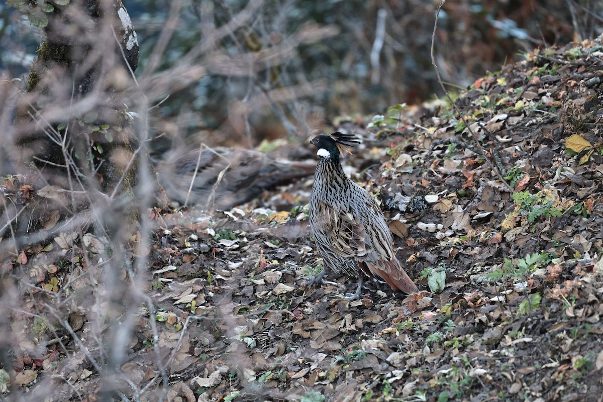 bažant chocholatý - ML645589131