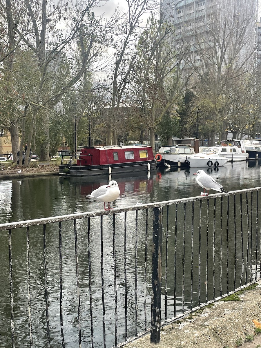 Black-headed Gull - ML645589132