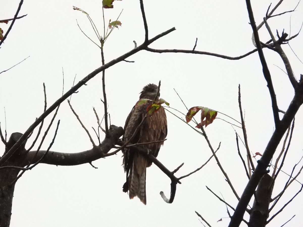Black Kite - ML645589136