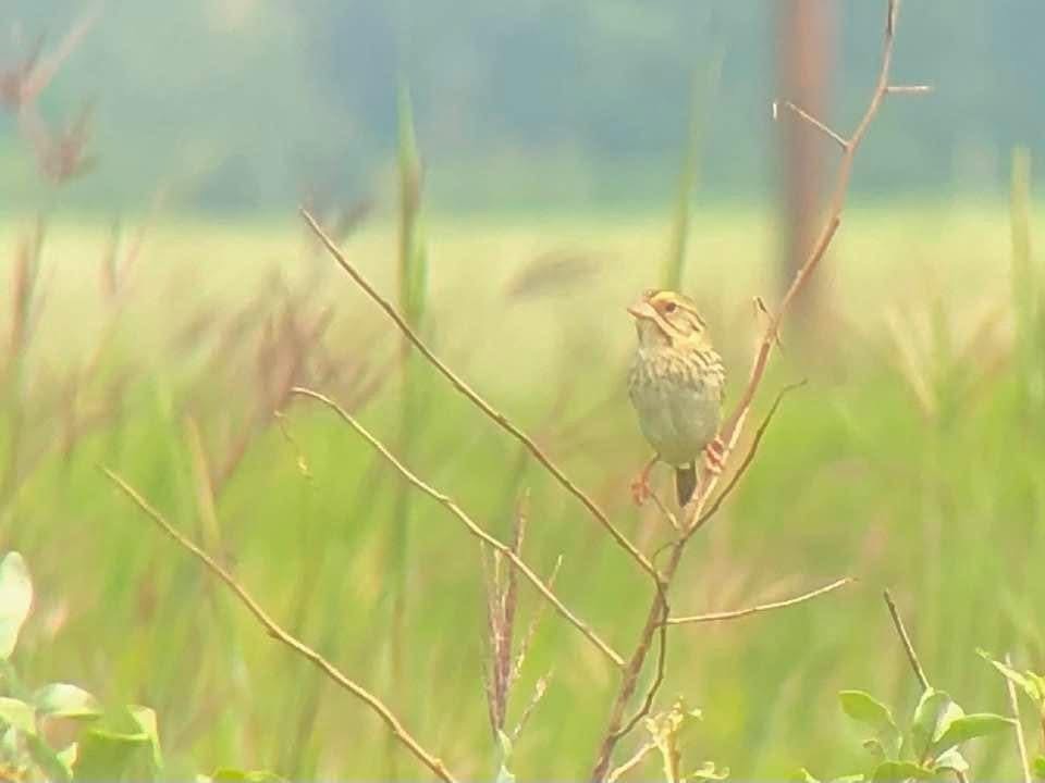 ヘンスローヒメドリ - ML645589141