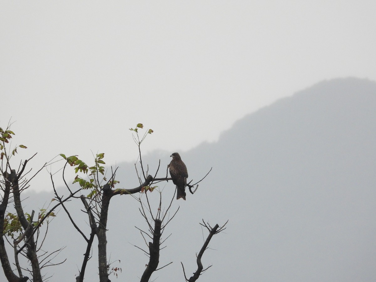 Black Kite - ML645589142