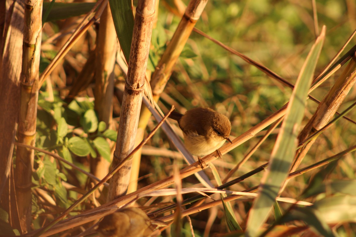 Пеночка-теньковка - ML645589145