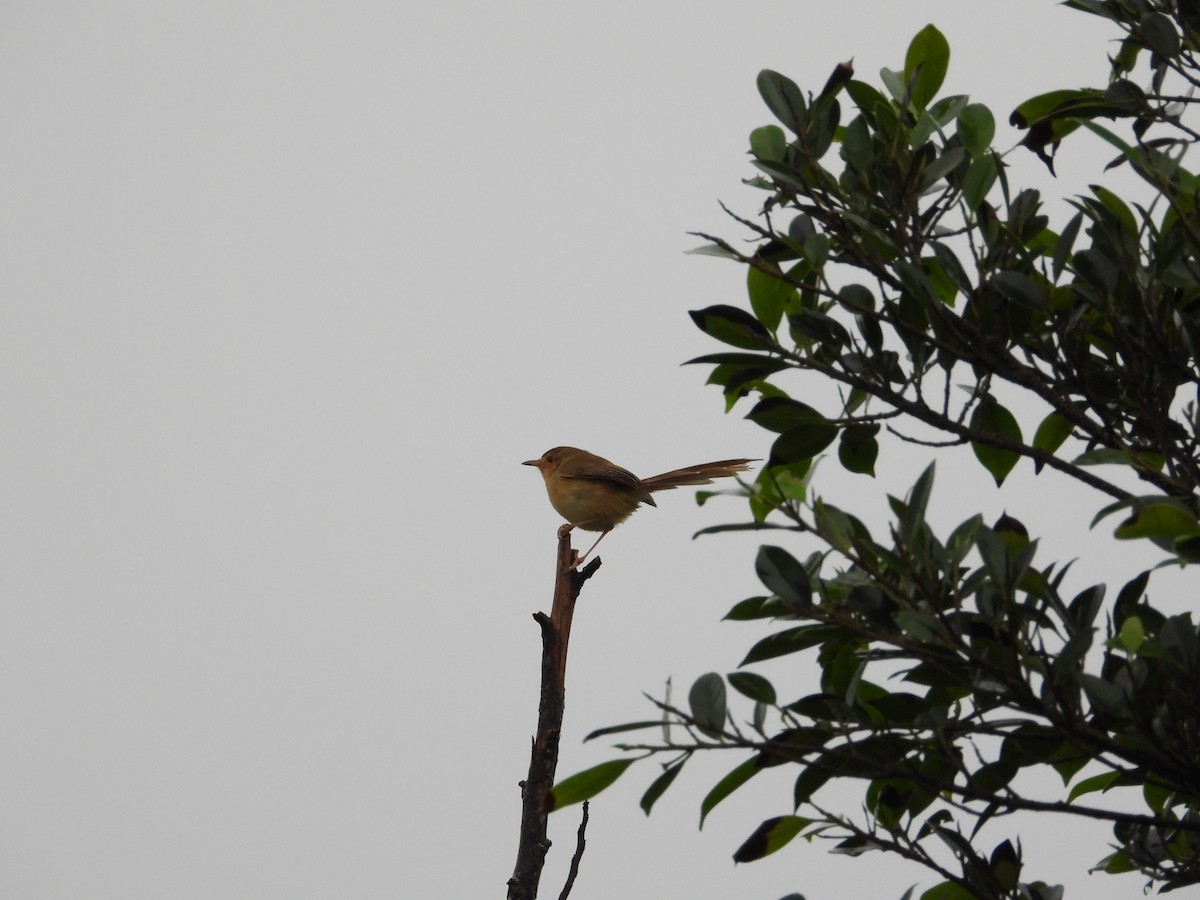 Буроголовая приния - ML645589148