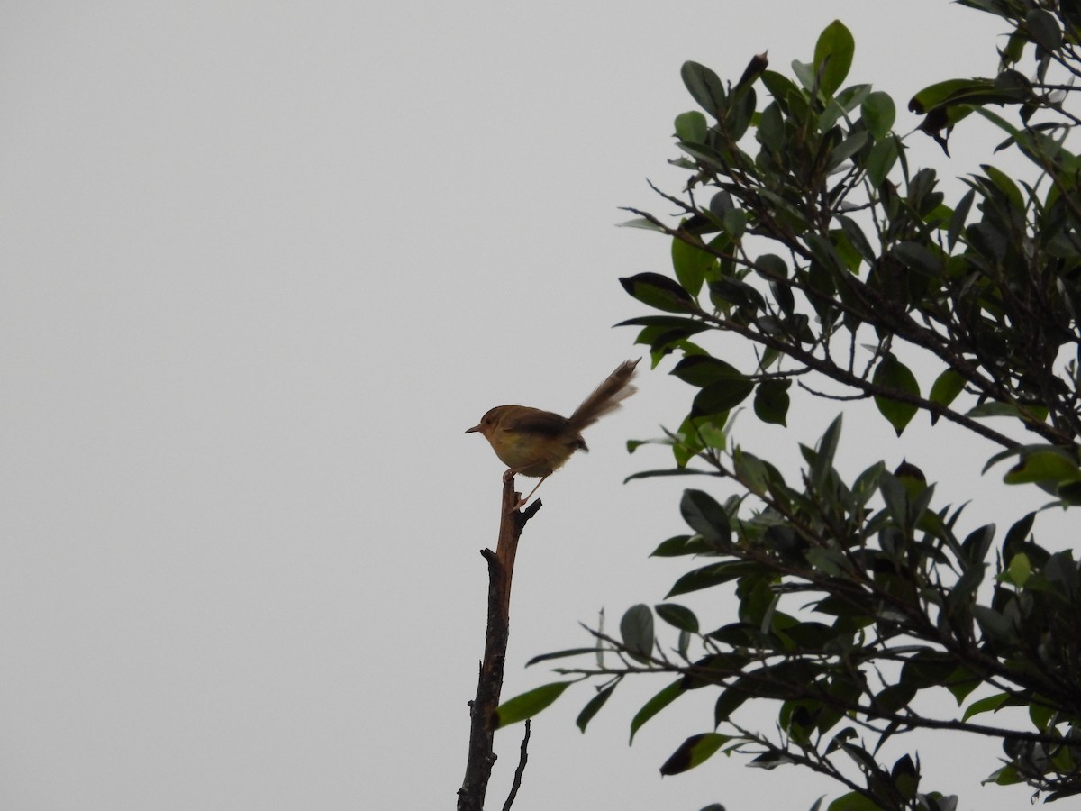 Буроголовая приния - ML645589149