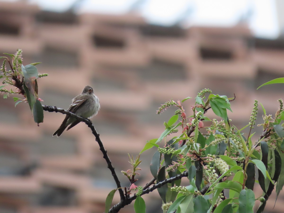 Восточный пиви - ML645589150