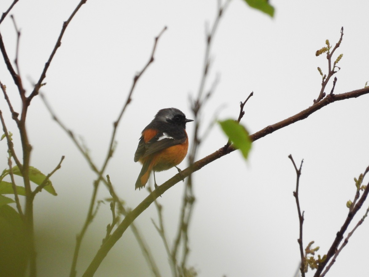 Сибирская горихвостка - ML645589151