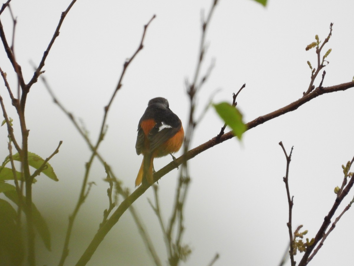 Сибирская горихвостка - ML645589152