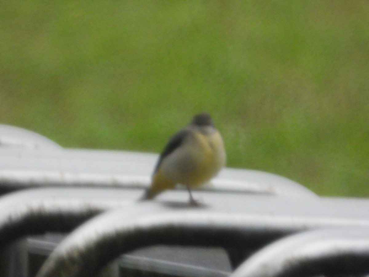 Горная трясогузка - ML645589154