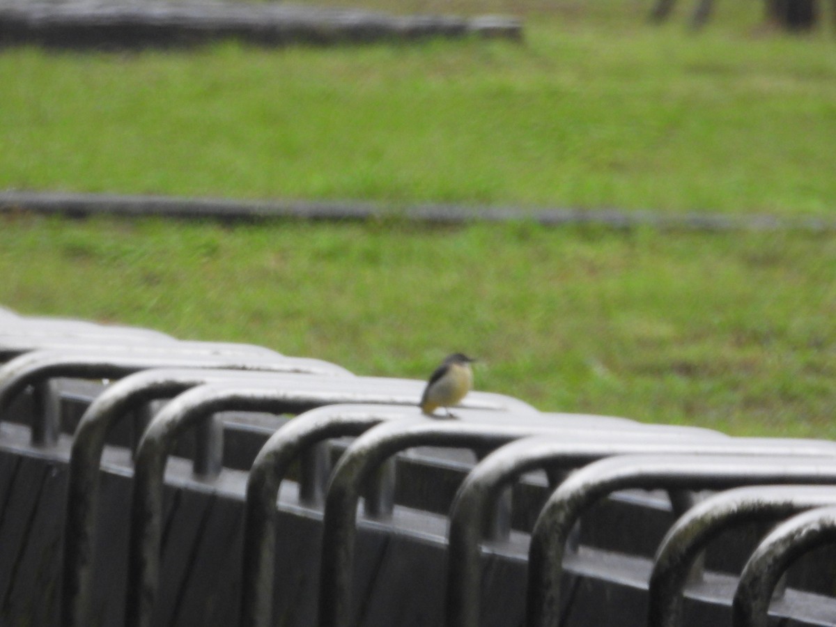 Горная трясогузка - ML645589155