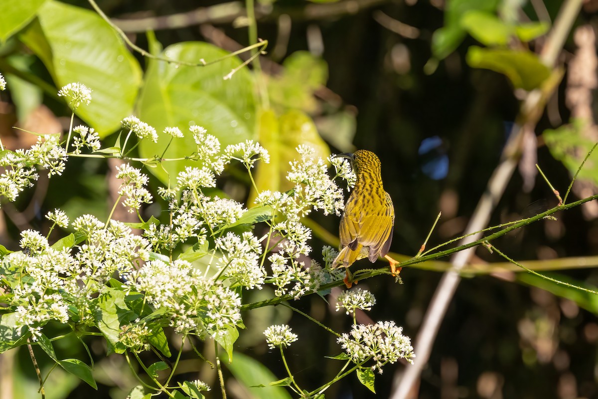 Пёстрая пауколовка - ML645589158