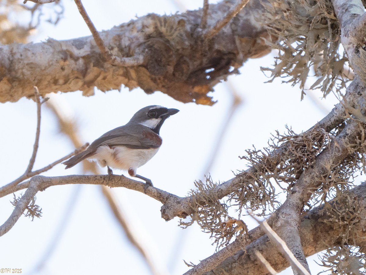 Краснохвостая ванга - ML645589159