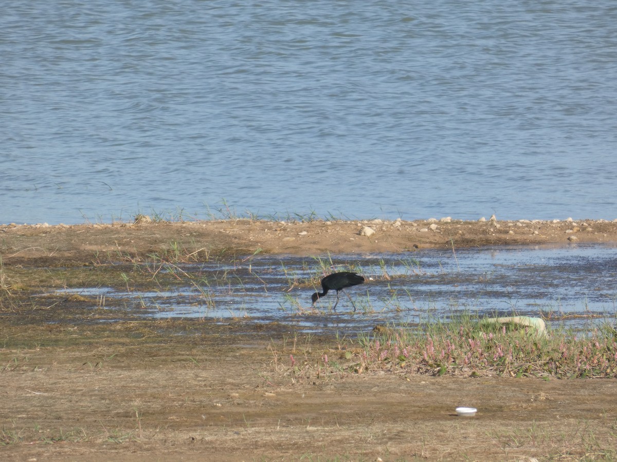 Каравайка - ML645589160