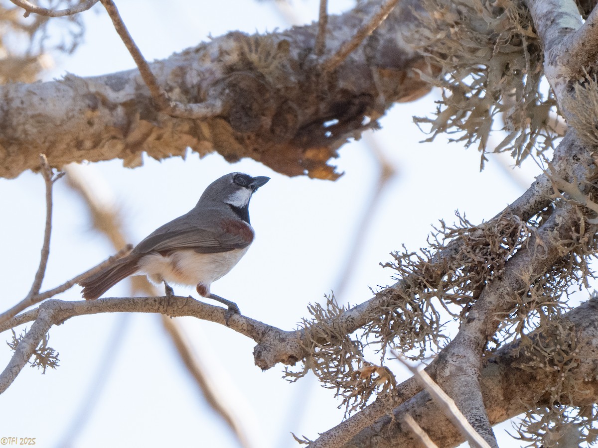 Краснохвостая ванга - ML645589161