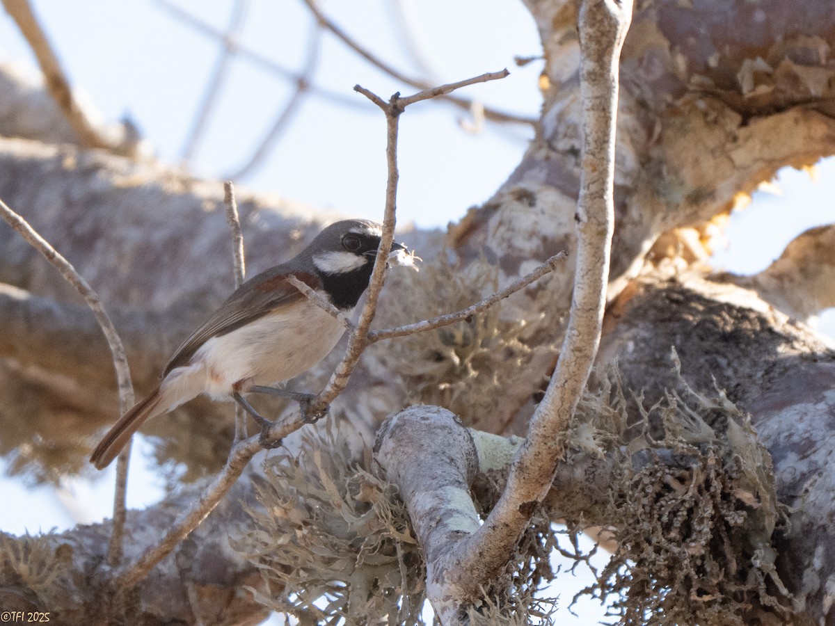 Краснохвостая ванга - ML645589162