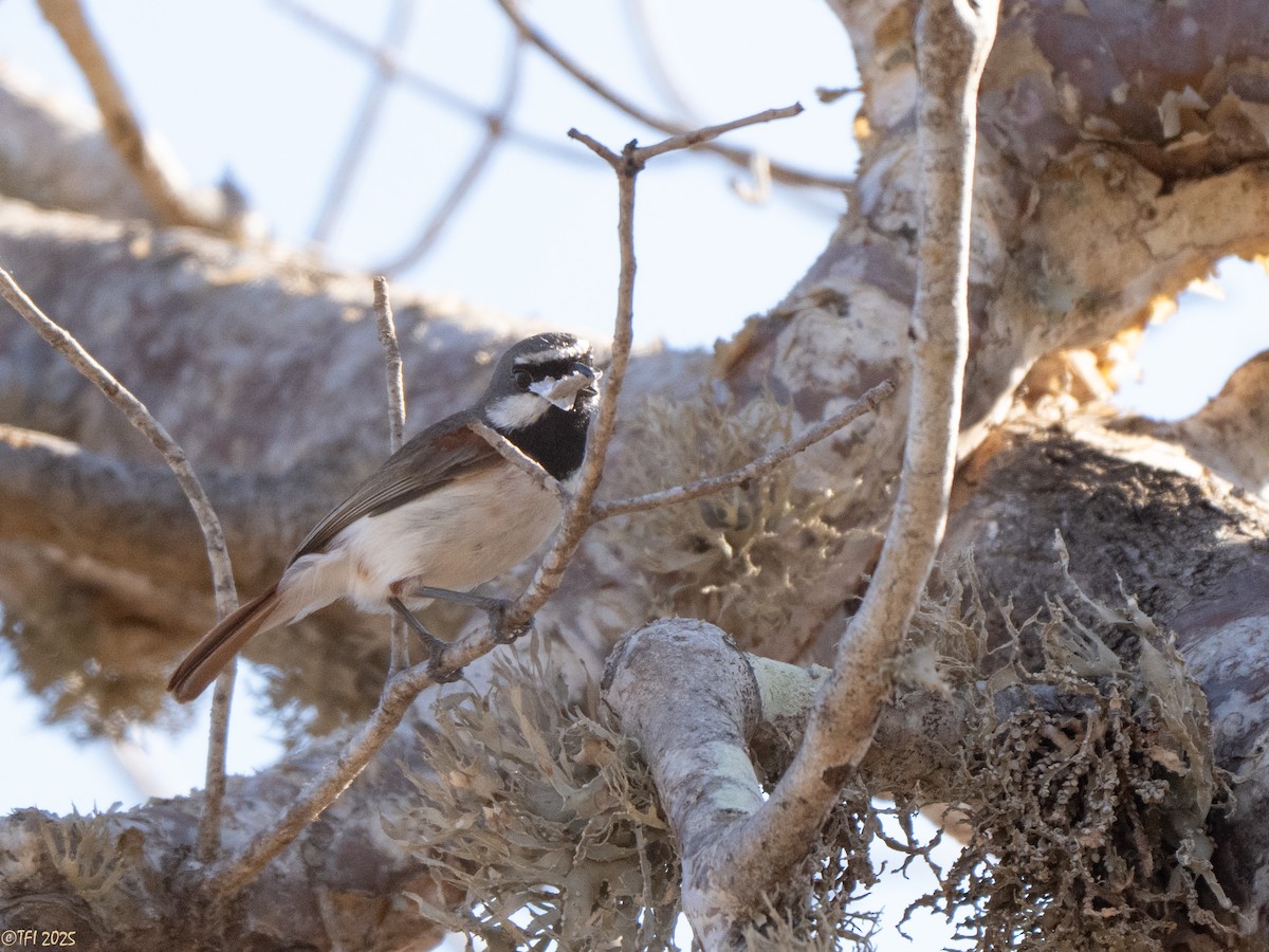 Краснохвостая ванга - ML645589163