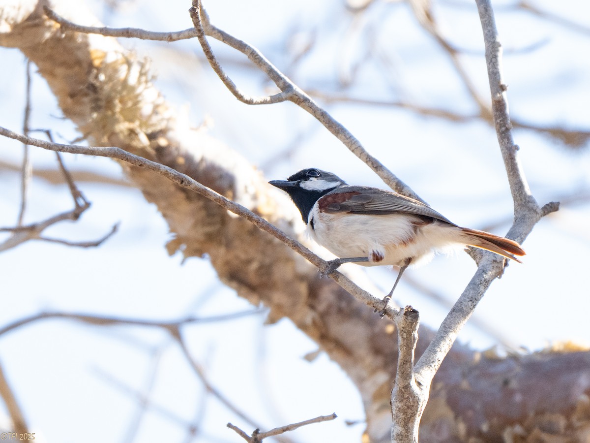 Краснохвостая ванга - ML645589164