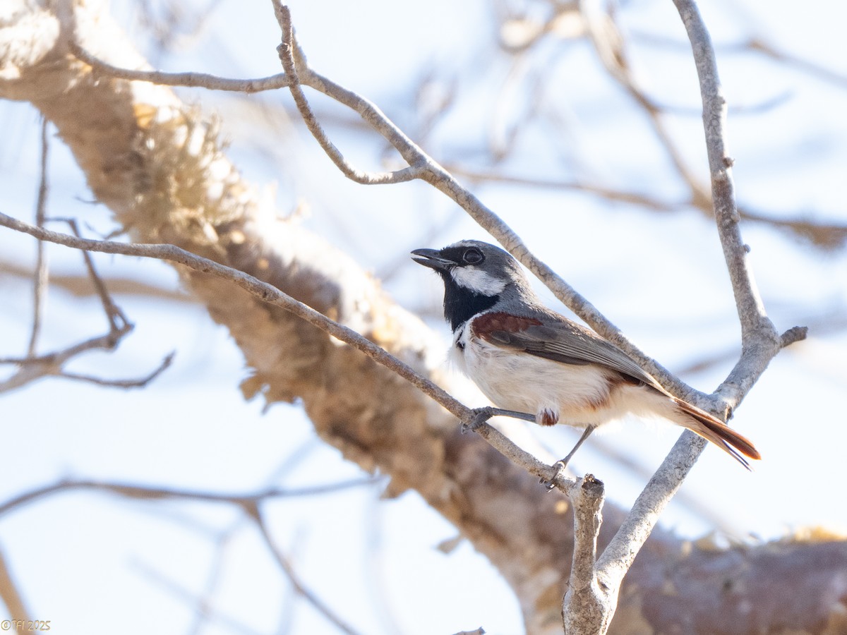 Краснохвостая ванга - ML645589165