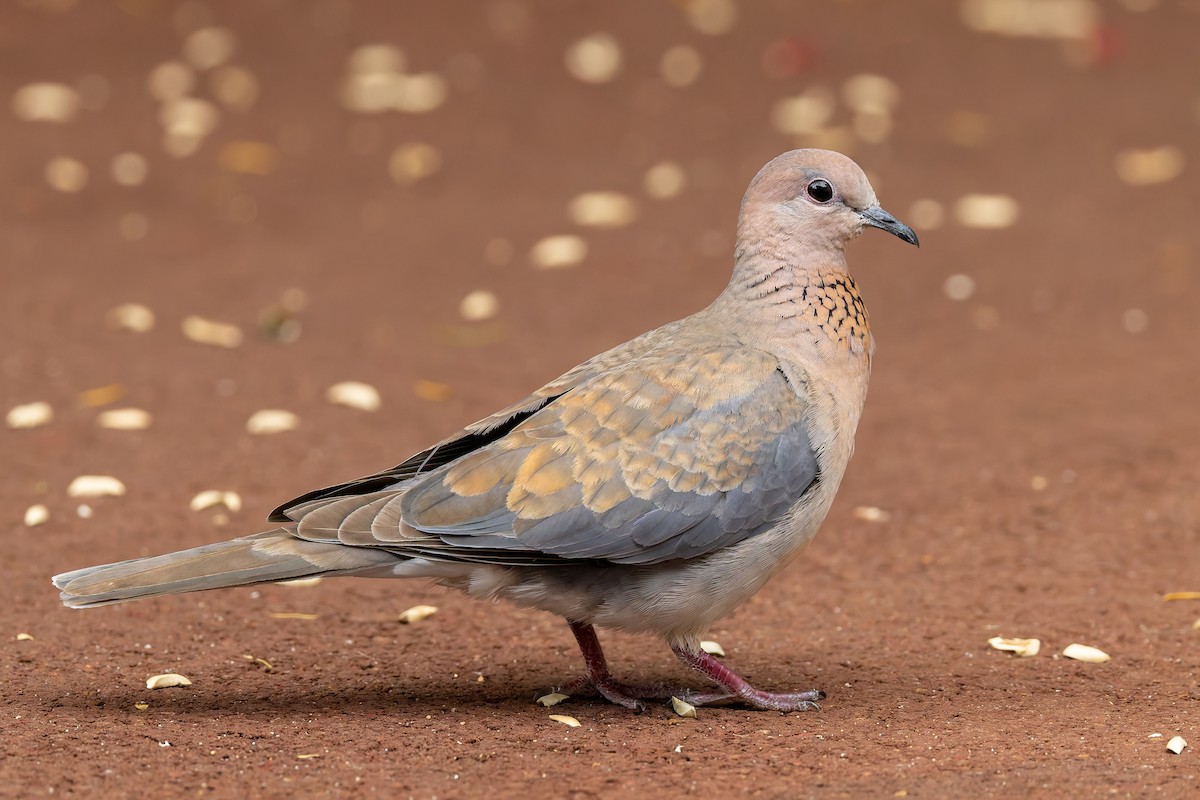 Малая горлица - ML645589166