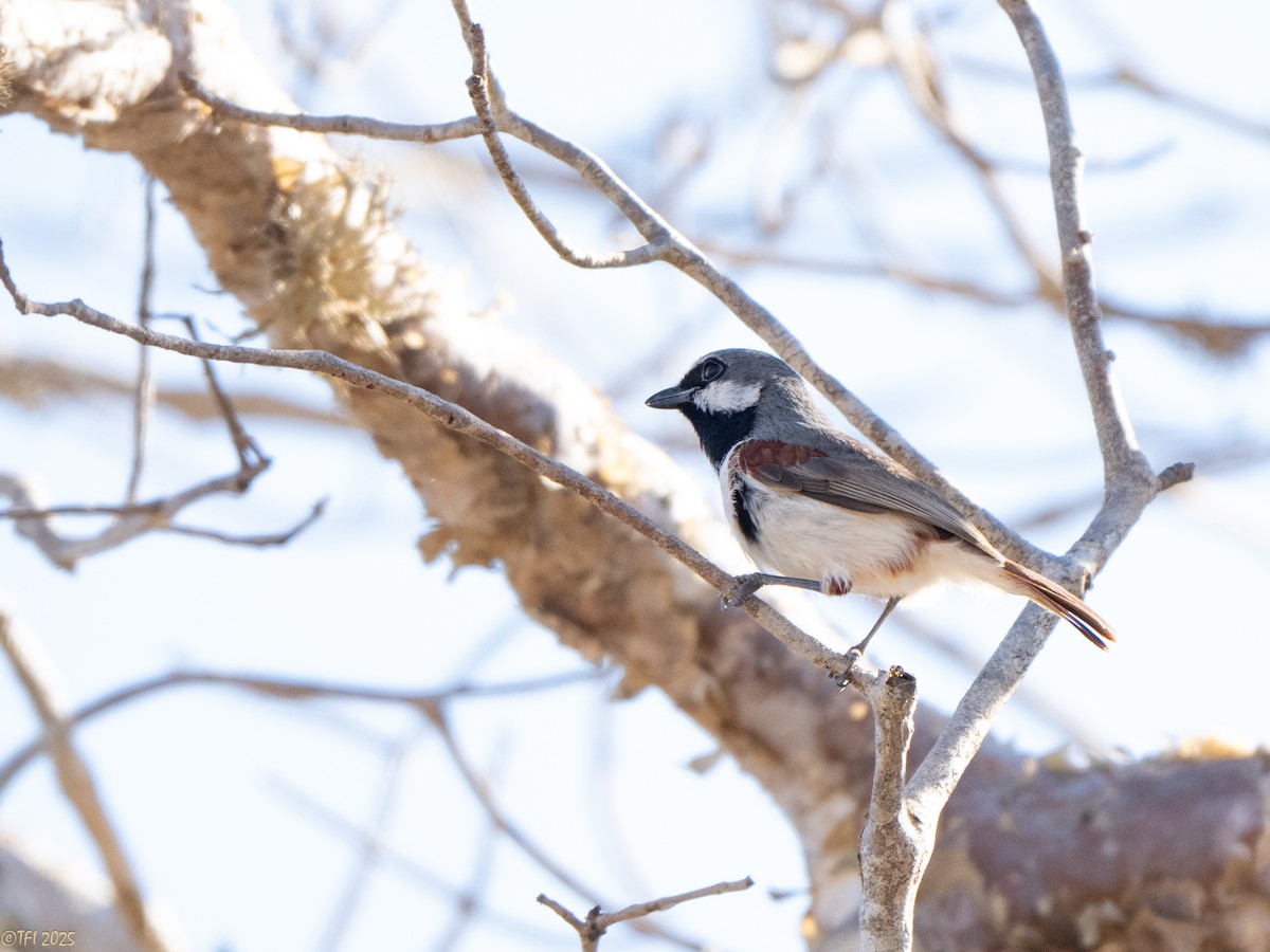 Краснохвостая ванга - ML645589167
