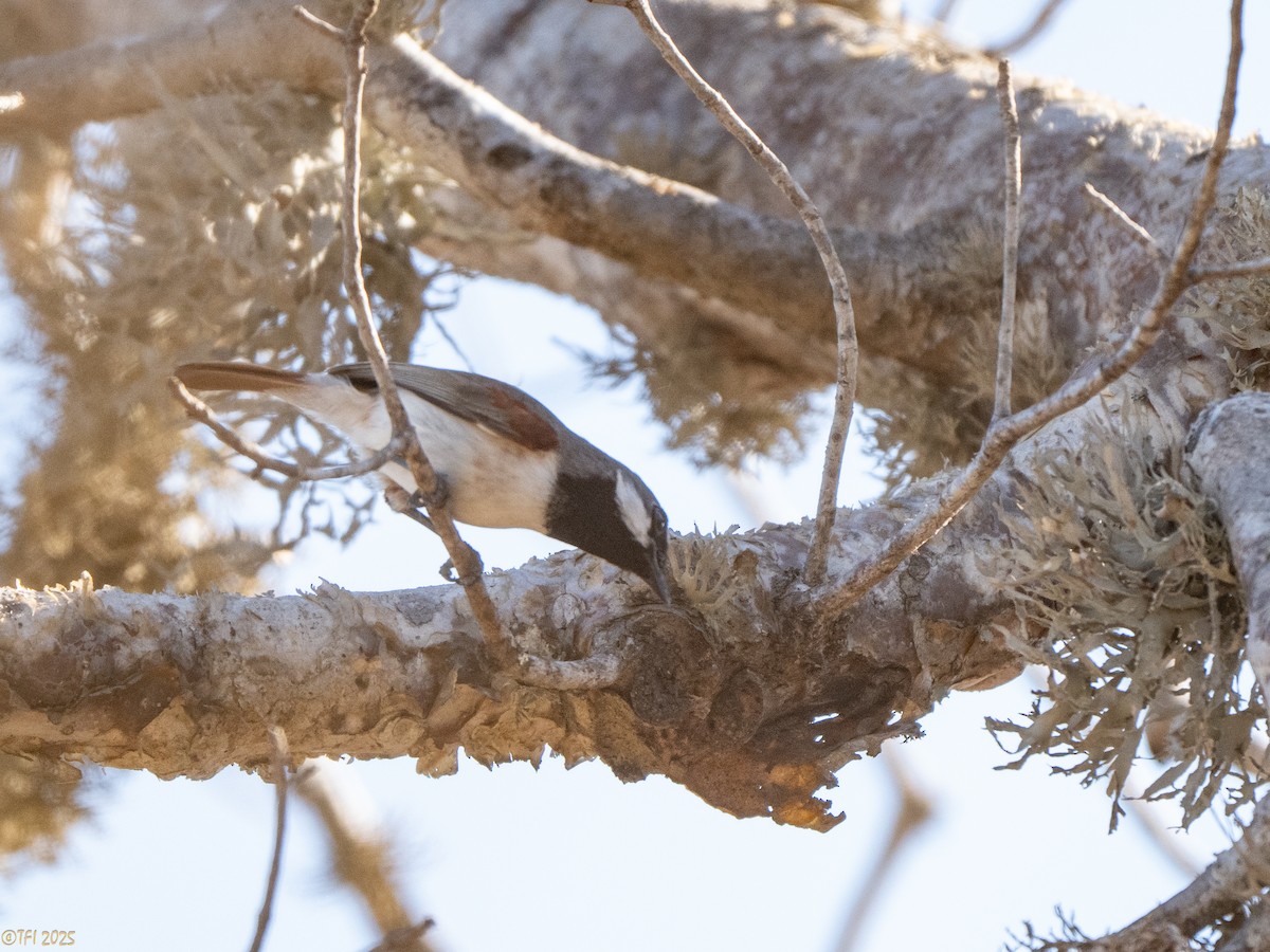 Краснохвостая ванга - ML645589168
